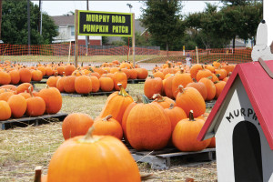 There are a total of 2,188 pumkins to choose from at the Murphy Rd. Pumpkin Patch. The patch is open Monday through Friday 2 p.m. to 8 p.m. and Saturday 10 a.m. to 8 p.m. All proceeds will go towards scholarships for youth and adult camps.