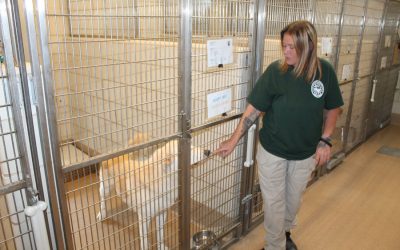 Dog days for our canine, feline friends