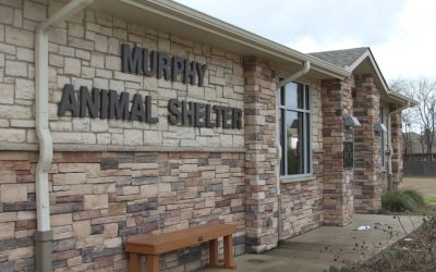 Research options before adopting a new pet