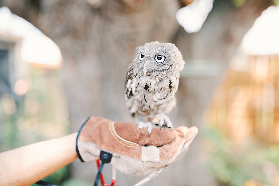 Injured, orphaned wildlife get second chances thanks to nonprofit