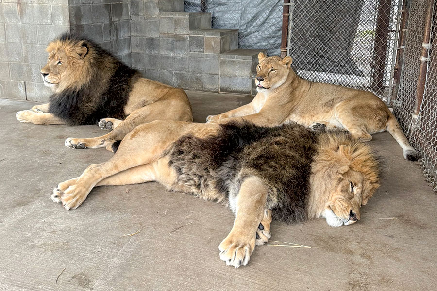 In-Sync welcomes new animals from Amarillo