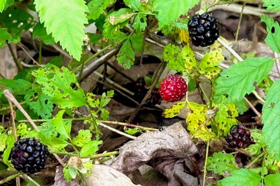 Berry berry good