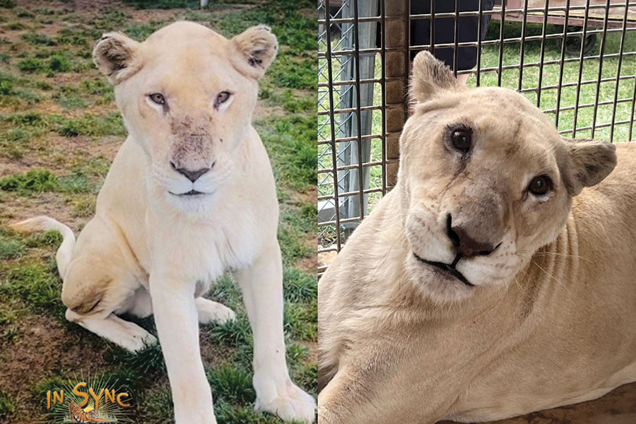 White lioness sisters receive urgent care at In-Sync Exotics
