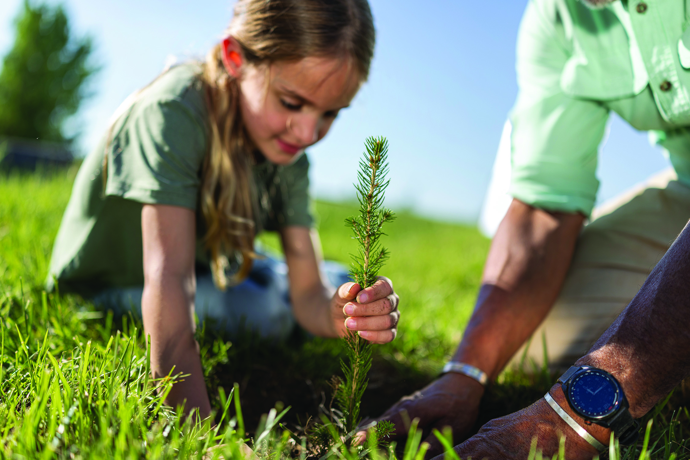 Fall tree planting